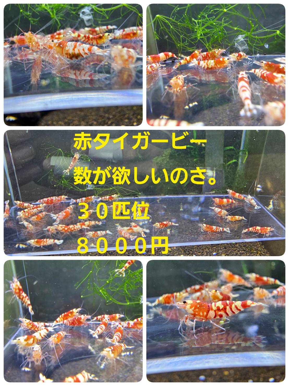 店長日記 - Aquashop Arito