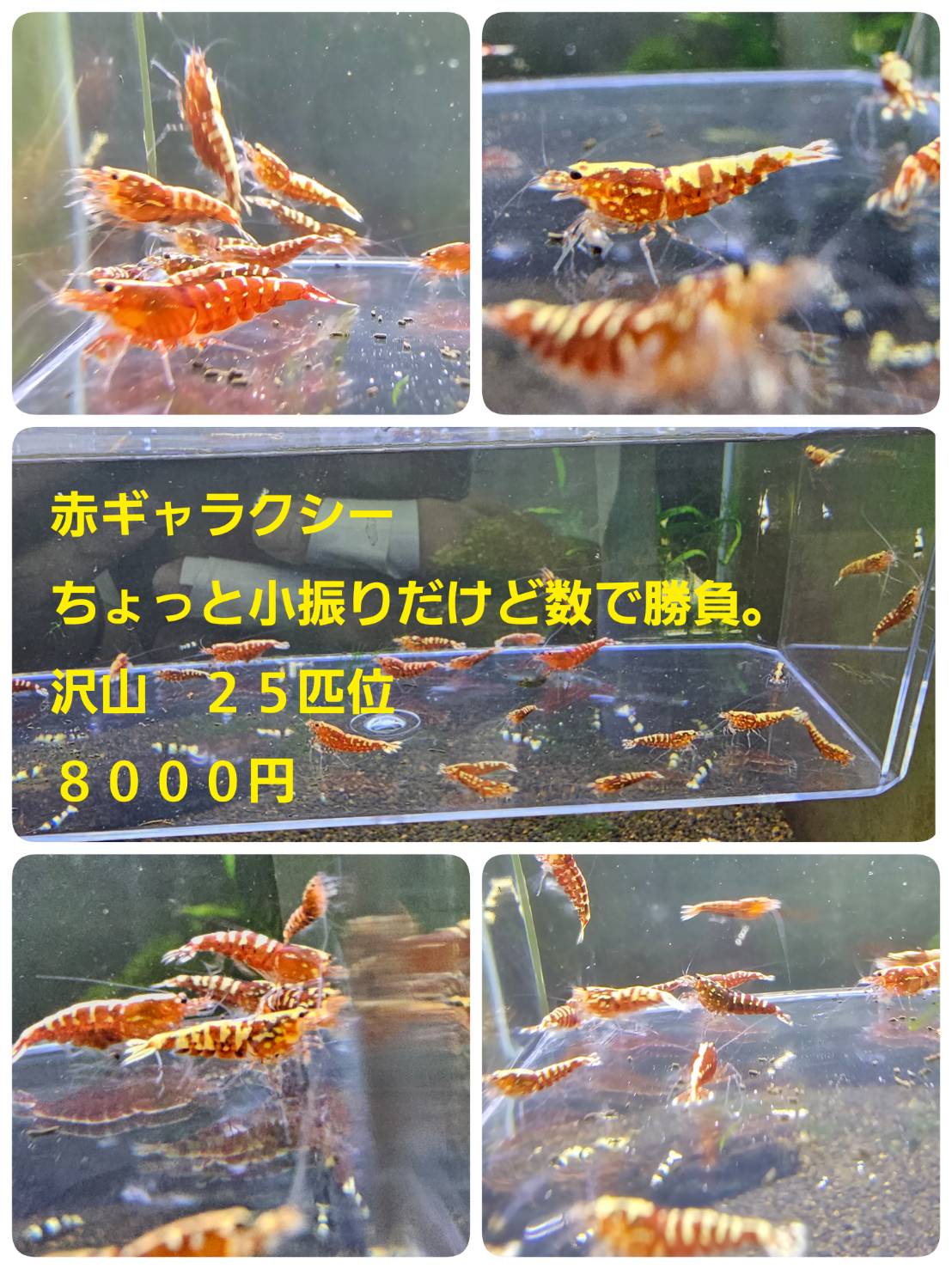 店長日記 - Aquashop Arito